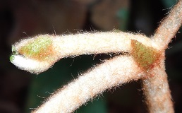 Young shoot: Ampelocissus elegans (Woolly Button Vine) photo